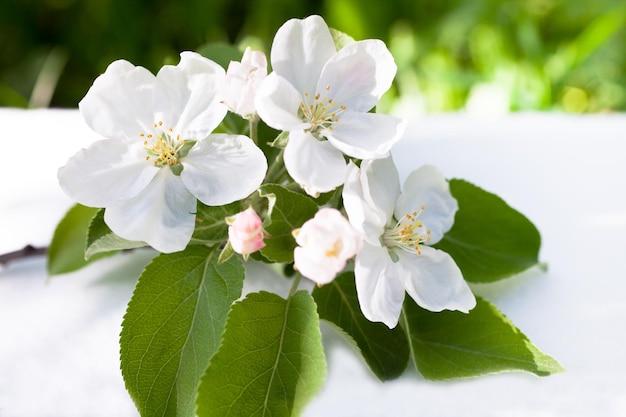 Detalhe de flores de macieira branca