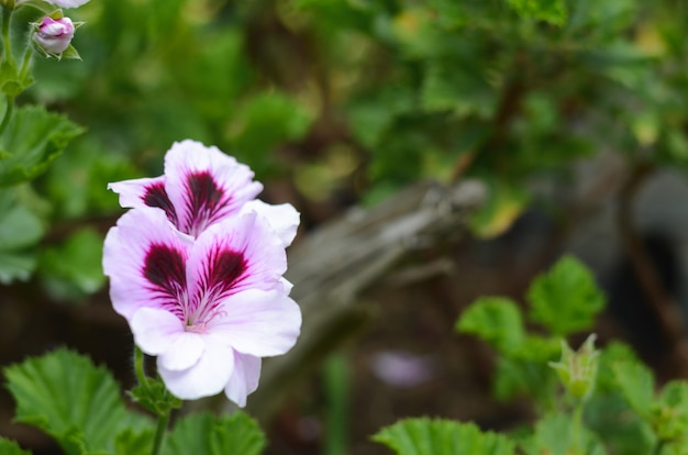 Detalhe de flores silvestres.