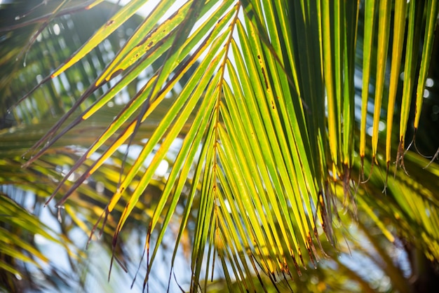 detalhe de folha de palmeira de coco, no Caribe tropical. Cocos nucifera, Arecaceae, coco