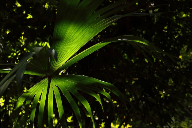 Foto detalhe de folha de palmeira dentro da selva alta