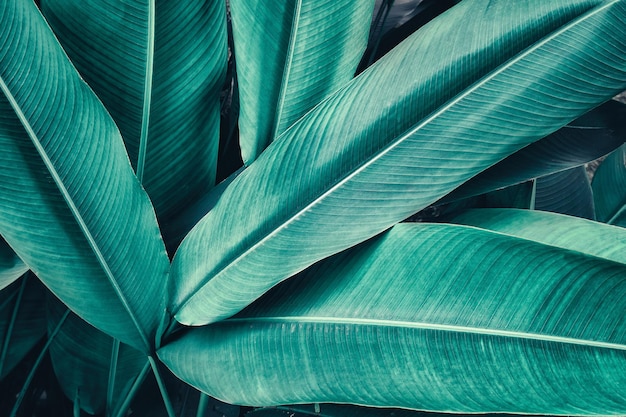 Detalhe de folha de palmeira, fundo de textura abstrata