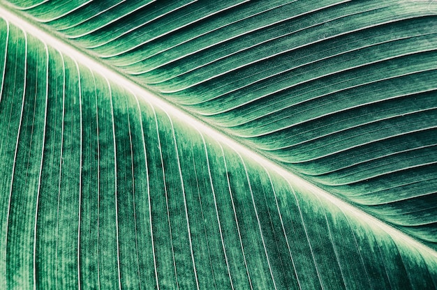detalhe de folha de palmeira tropical