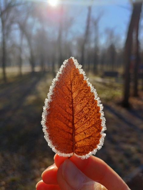 Foto detalhe de folhas congeladas