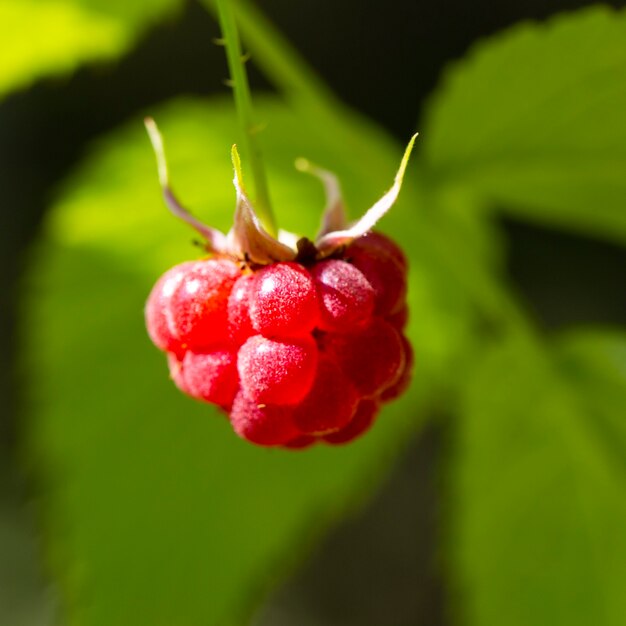 Detalhe de fruta vermelha em framboesa selvagem, frutos silvestres maduros em um galho