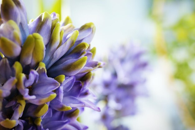 Detalhe de jacinto azul