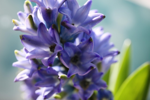 Foto detalhe de jacinto azul