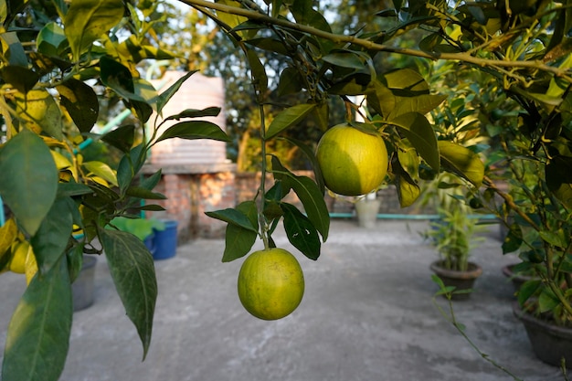 Detalhe de laranjas frescas orgânicas penduradas na árvore