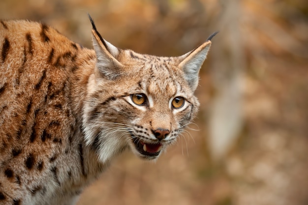 Detalhe de lince eurasiático olhando para baixo em busca de presas