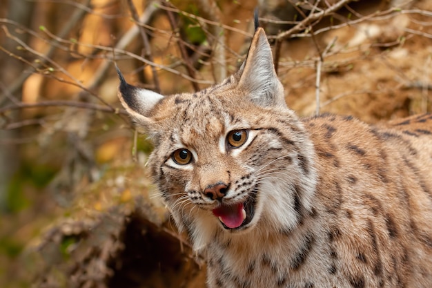 Detalhe de lince eurasiático olhando para baixo em busca de presas