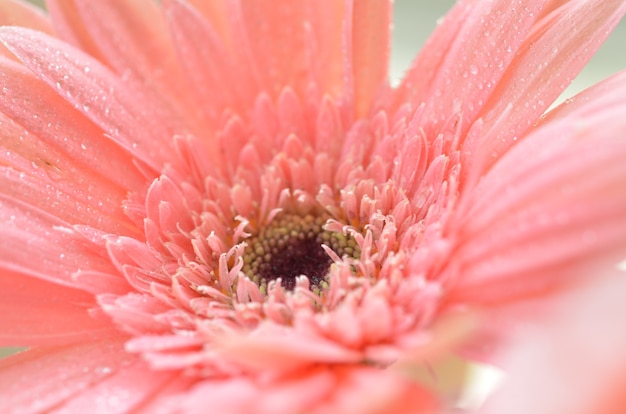 Foto detalhe de lindas flores na manhã fresca