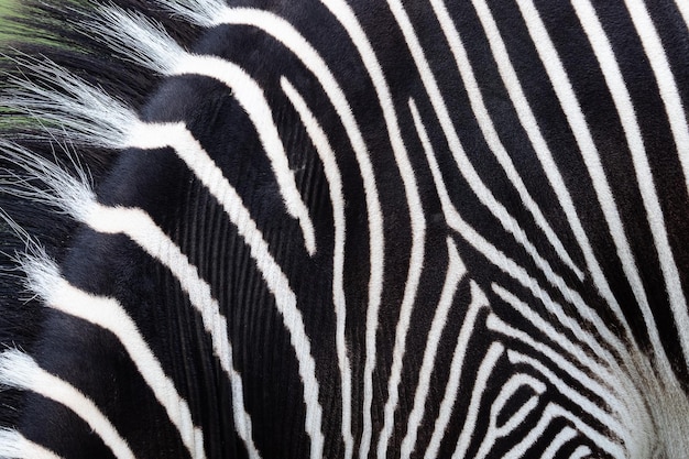 Detalhe de listras preto e branco em uma pele de zebra