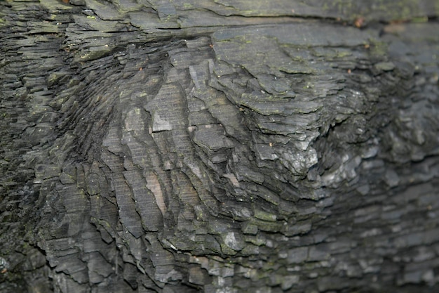 Detalhe de madeira carbonizada