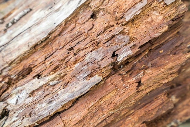 Detalhe de madeira em decomposição