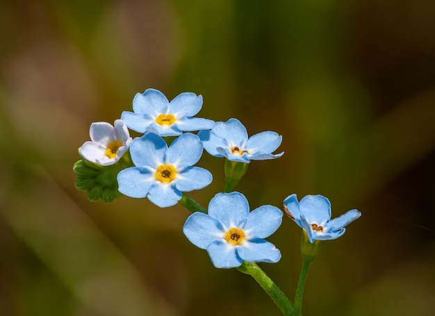 Detalhe de me esqueça, não floresce