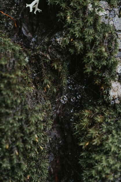 Foto detalhe de musgo na árvore molhada