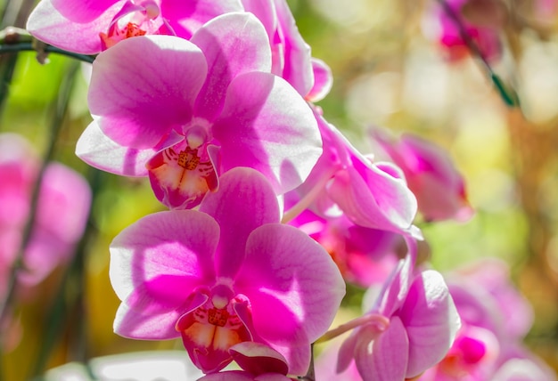 Detalhe de orquídeas rosa Phalaenopsis