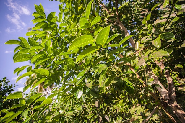 Detalhe de planta de abacate na república dominica em um dia ensolarado