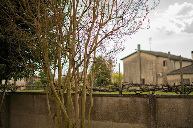 Detalhe de plantas com galhos nus entre as casas do bairro