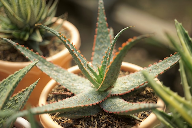 Detalhe de plantas suculentas