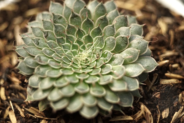 Detalhe de plantas suculentas