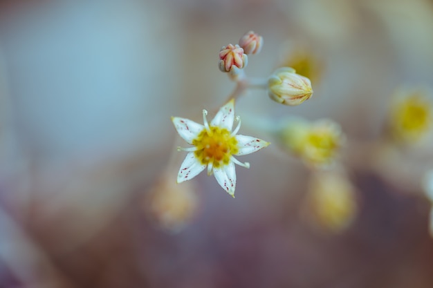 Detalhe de plantas