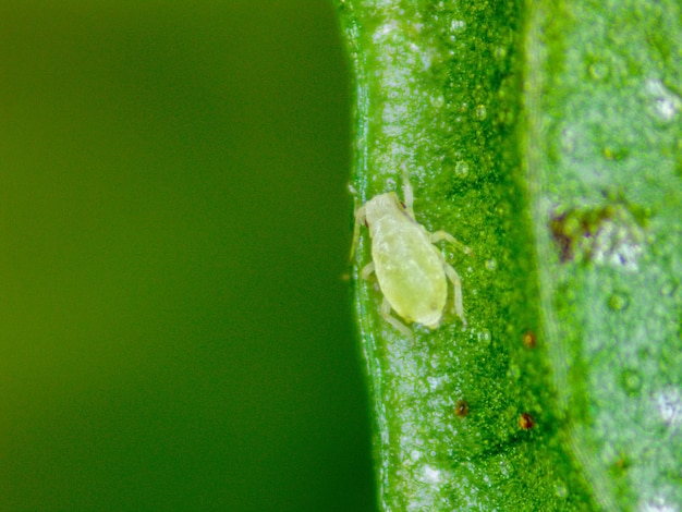 Foto detalhe de pulgão em folha de hortelã fotografia feita com microscópio digital