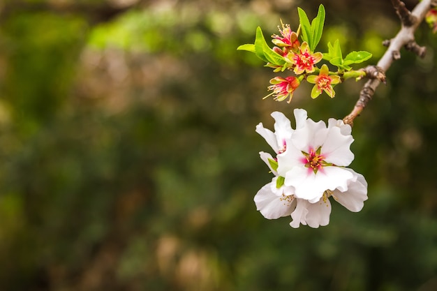 Detalhe de ramo de amêndoa com flor de primavera