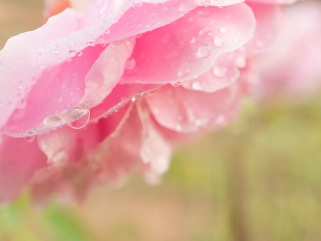 detalhe de rosa rosa e doce flor