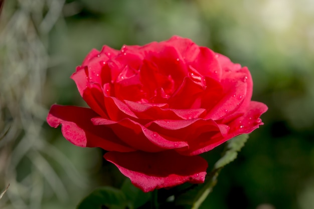 Detalhe, de, rosas vermelhas, jardim, para, fundo