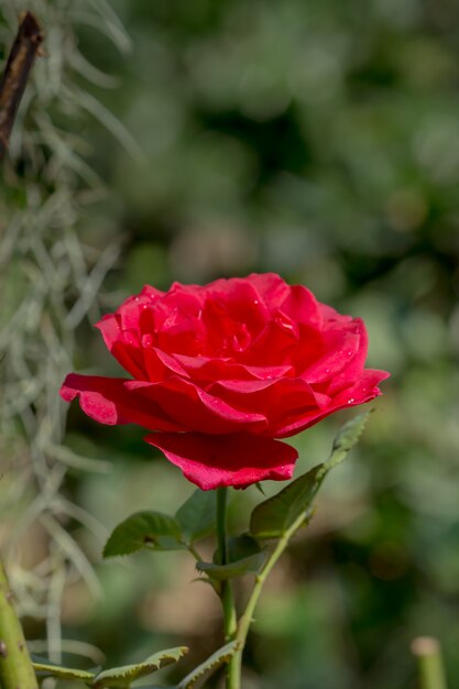 Detalhe, de, rosas vermelhas, jardim, para, fundo