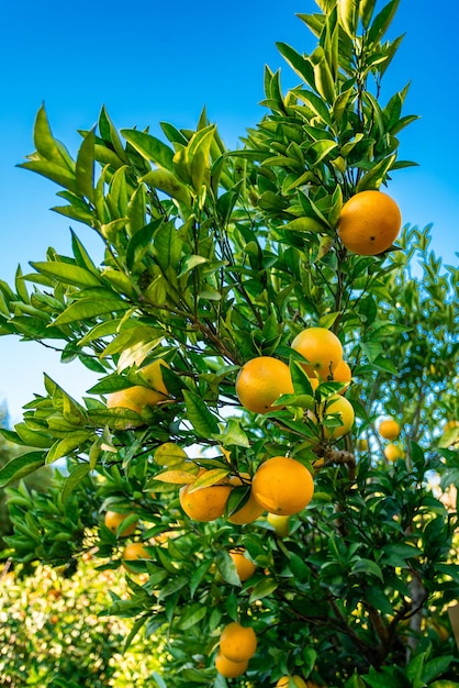 Detalhe de tangerinas maduras na árvore