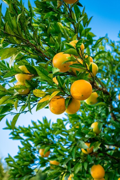 Detalhe de tangerinas maduras na árvore