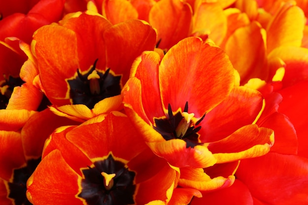 Detalhe de tulipas vermelhas frescas