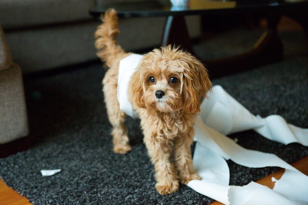 Foto detalhe de um adorável yorkshire terrier coberto com rolo de papel de seda