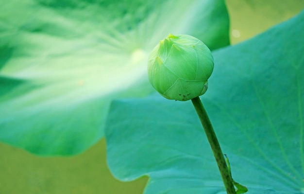 Detalhe de um botão de flor de lótus crescendo na lagoa