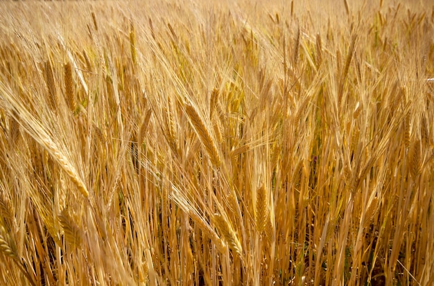 Detalhe de um campo de trigo