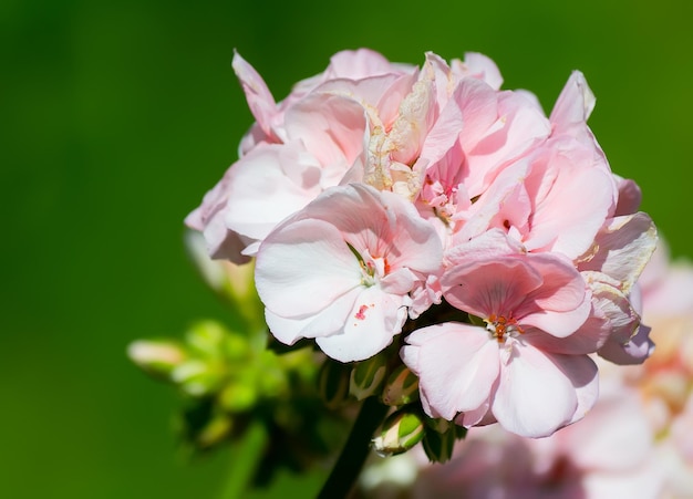 Detalhe de um gerânio rosa sobre fundo verde