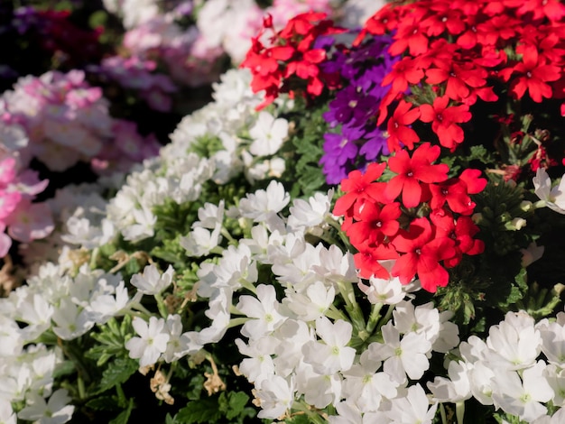 Detalhe de um grupo de flores vermelhas, brancas, rosa e roxas de uma planta Tapien Verbena criando um lindo fundo em um jardim