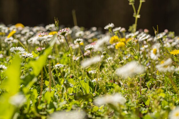 Detalhe de um jardim de flores na primavera com pequenas flores na grama