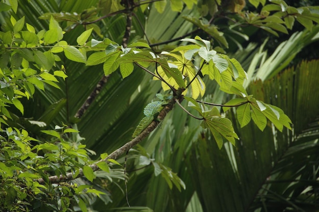 Detalhe de um lindo jacaré na água em Tortuguero Costa Rica