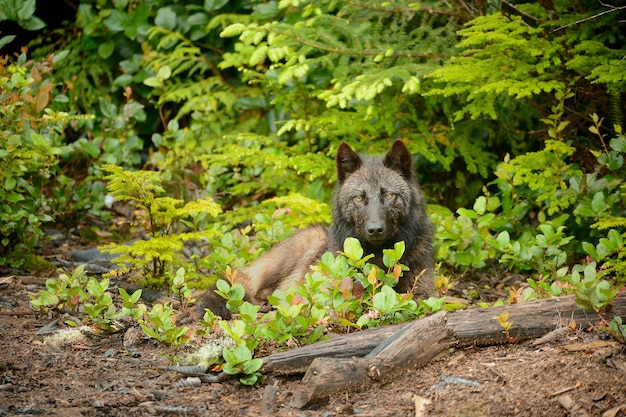 Detalhe de um lobo da Ilha de Vancouver deitado no chão coberto de vegetação na Ilha de Vargas, Canadá