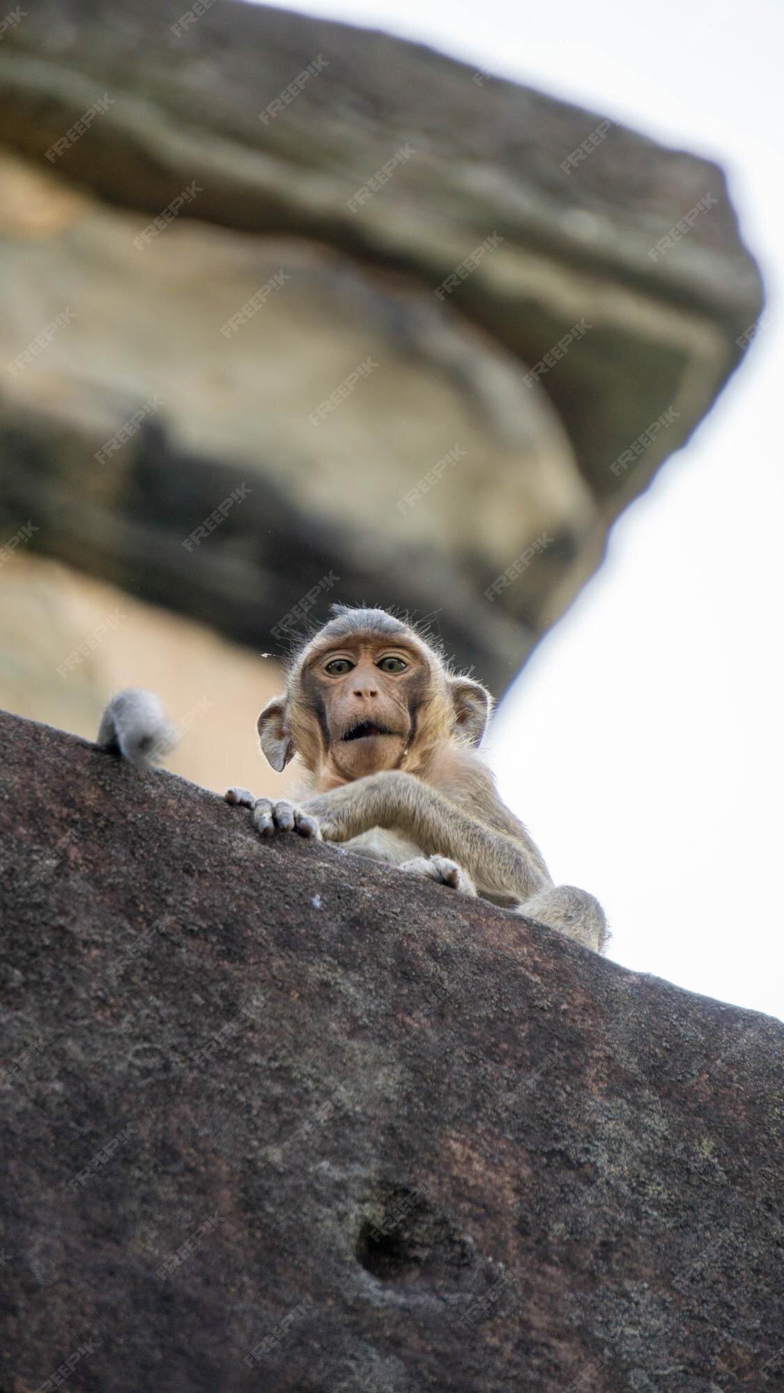 50 Imagens e Fotos de Macacos sorrindo, primatas babuínos, Engraçados