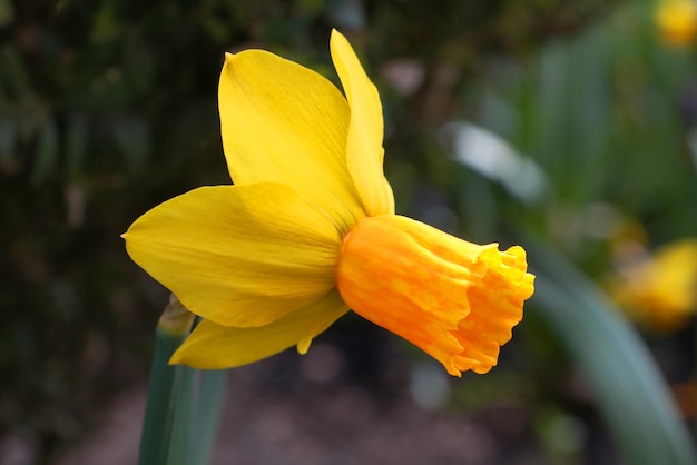 Detalhe de um narciso amarelo florido no parque