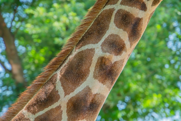 Detalhe de um padrão de pescoço de girafa em close de um padrão da pele de girafa