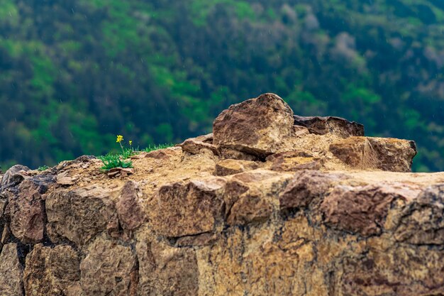 Detalhe de um velho muro de pedra dilapidado com uma flor brotada entre as pedras nas gotas de chuva caindo são visíveis