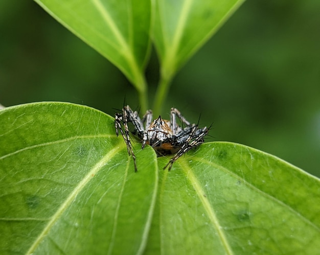 Detalhe de uma aranha em uma folha verde