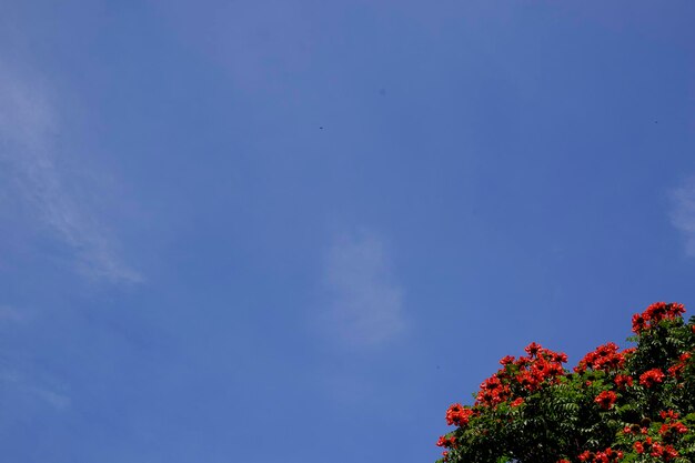 Detalhe de uma árvore com canto de flores vermelhas com um céu azul no espaço da cópia de fundo