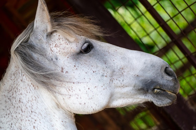 Detalhe de uma cabeça de cavalo branco na fazenda. Cavalo branco com manchas marrons.
