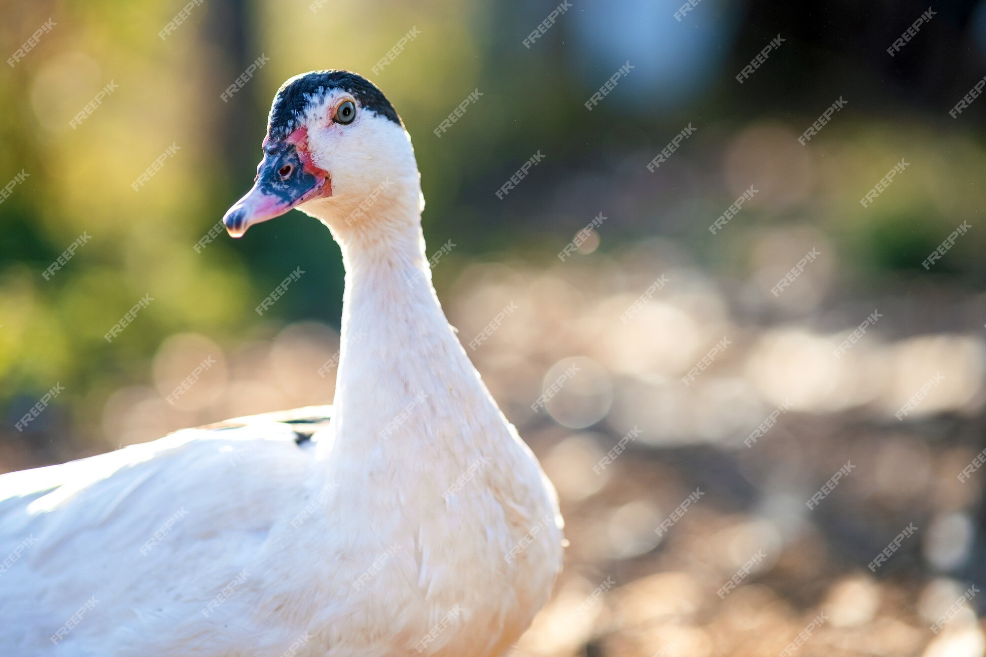 Os Patos