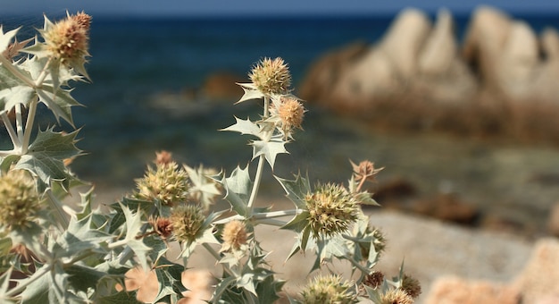 Detalhe de uma calcatrppola marina Uma planta com folhas pungentes que cresce nas áreas costeiras